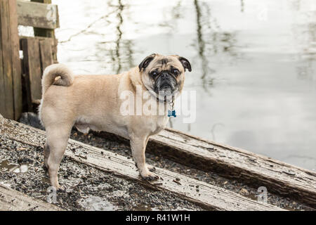 Redmond, Washington State, USA. Fawn-farbigen Pug durch die sammamish Fluss in Marymoor Park posieren. (PR) Stockfoto