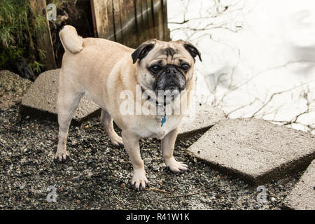 Redmond, Washington State, USA. Fawn-farbigen Pug durch die sammamish Fluss in Marymoor Park posieren. (PR) Stockfoto