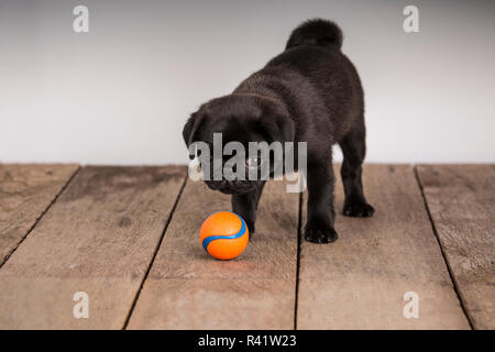 Fitzgerald, ein 10 Wochen alter schwarzer Mops Welpen an seinem Ball suchen. (PR) Stockfoto