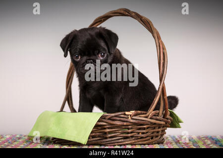 Fitzgerald, ein 10 Wochen alter schwarzer Mops Welpen in einem Korb sitzen. (PR) Stockfoto