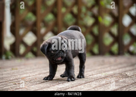 Issaquah, Washington State, USA. 10 Wochen alter schwarzer Mops Welpen außerhalb erkunden auf einer Holzterrasse. (PR) Stockfoto