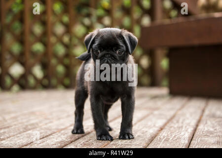 Issaquah, Washington State, USA. 10 Wochen alter schwarzer Mops Welpen außerhalb erkunden auf einer Holzterrasse. (PR) Stockfoto