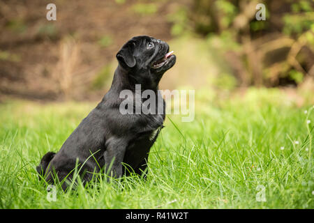 Issaquah, Washington State, USA. Schwarze Mops Welpen sitzen auf dem Rasen. (PR) Stockfoto