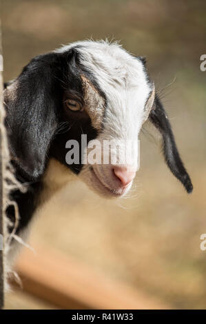 Issaquah, Washington State, USA. Zwölf Tage alten Mischling Ziege Kind neugierig einen Blick hinter eine Ecke. (PR) Stockfoto