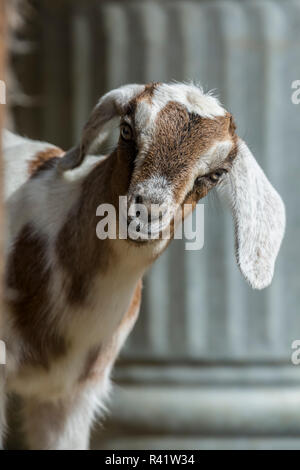 Issaquah, Washington State, USA. Zwölf Tage alten Mischling Ziege Kind neugierig einen Blick hinter eine Ecke. (PR) Stockfoto
