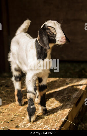 Issaquah, Washington State, USA. Zwölf Tage alten Mischling Ziege Kind in einem offenen Bereich, in der Scheune posieren. (PR) Stockfoto