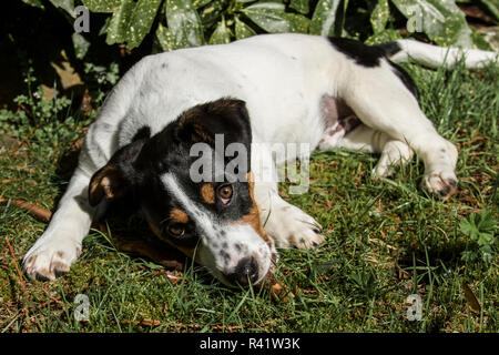 Issaquah, Washington. Vier Monate alten Fox Terrier, Hund Mischling Welpe ruhen außerhalb nach aktiven Spielen. (PR) Stockfoto