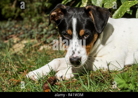 Issaquah, Washington. Vier Monate alten Fox Terrier, Hund Mischling Welpe ruhen außerhalb nach aktiven Spielen. (PR) Stockfoto