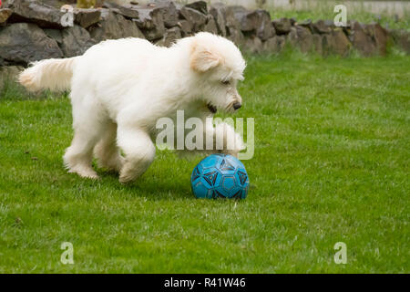 Issaquah, Washington State, USA. Fünf Monate alter Goldendoodle im Hinterhof läuft, Spielen mit einem Fußball. (PR) Stockfoto