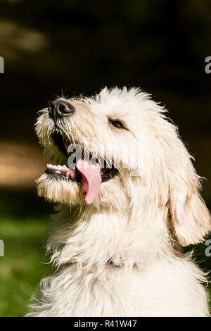 Issaquah, Washington State, USA. Fünf Monate alter Goldendoodle Welpen lechzen nach viel Spielzeit. (PR) Stockfoto