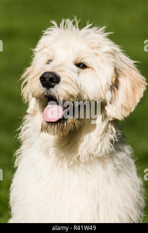 Issaquah, Washington State, USA. Fünf Monate alter Goldendoodle Welpen lechzen nach viel Spielzeit. (PR) Stockfoto