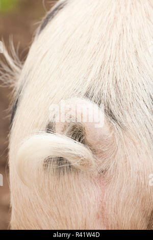 Nelke, Washington State, USA. Ansicht der Rückseite des Gloucestershire Schwein mit einem geschweiften Schwanz. (PR) Stockfoto