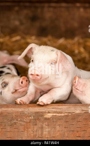 Nelke, Washington State, USA. Gloucestershire alten Spot Ferkel lächelnd mit dem vorderen Fuß oben auf einem Brett in einem Schuppen. (PR) Stockfoto