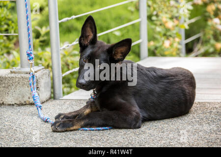 Issaquah, Washington State, USA. Vier Monate alten deutschen Schäferhund Welpe in der Fahrstraße ruht. (PR) Stockfoto