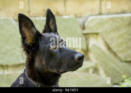 Issaquah, Washington State, USA. Close-up Portrait eines vier Monate alten deutschen Schäferhund Welpen. (PR) Stockfoto