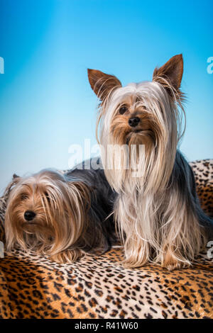 Männlichen und weiblichen Erwachsenen Teetasse Yorkshire Terrier Hunde. (PR) Stockfoto