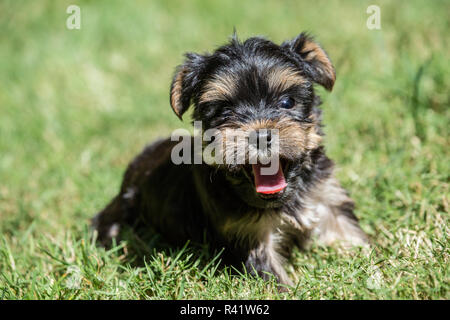 Issaquah, Washington State, USA. Süße kleine Yorkshire Terrier Welpen seine erste Reise außerhalb Erleben auf einem Rasen. (PR) Stockfoto