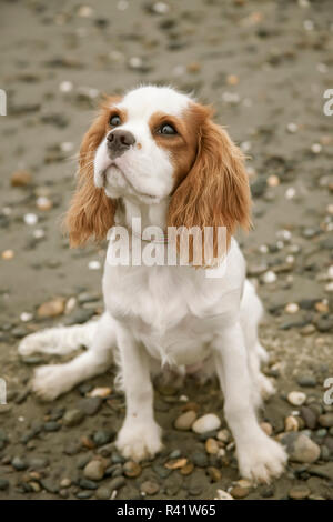 Seattle, Washington State, USA. Sechs Monate alte Cavalier King Charles Spaniel Welpen sehr aufmerksam bei Alki Strand sitzen. (PR) Stockfoto