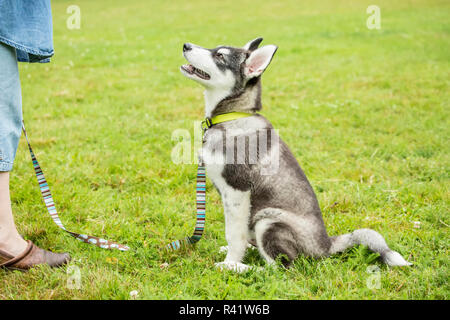 Issaquah, Washington State, USA. Drei Monate alten Alaskan Malamute Welpen lernen Es' und 'Stay'-Befehle in den Park. (MR, PR) Stockfoto