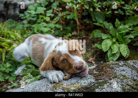 Issaquah, Washington State, USA. Zwei Monate alten Brittany Spaniel genießen einen kauen Stick. (PR) Stockfoto