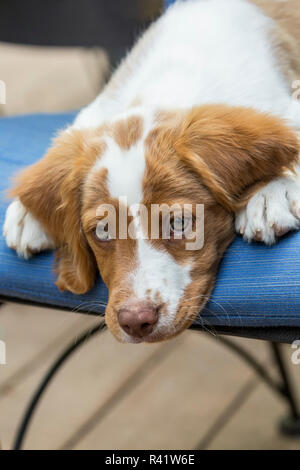 Issaquah, Washington State, USA. Nahaufnahme eines zwei Monate alten Brittany Spaniel liegend auf einer Terrasse Stuhl. (PR) Stockfoto