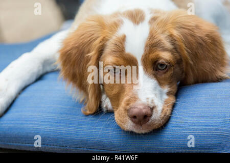 Issaquah, Washington State, USA. Nahaufnahme eines zwei Monate alten Brittany Spaniel liegend auf einer Terrasse Stuhl. (PR) Stockfoto