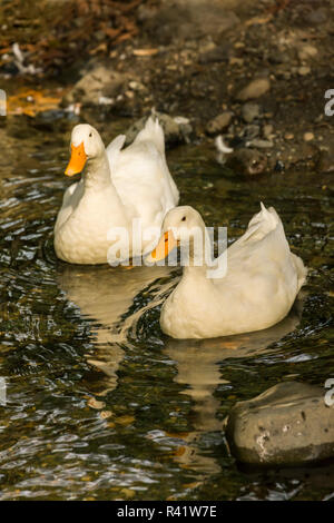 Issaquah, Washington State, USA. Inländische Freilandhaltung Pekin Enten schwimmen in einen Stream von Ihrer Farm. Stockfoto