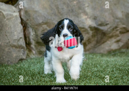 Issaquah, Washington State, USA. Zwei Monate alten Springer Spaniel Welpen spielen mit einem Tennisball. (PR) Stockfoto