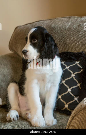 Zwei Monate alten Springer Spaniel Welpen in einem gepolsterten Stuhl sitzen. (PR) Stockfoto