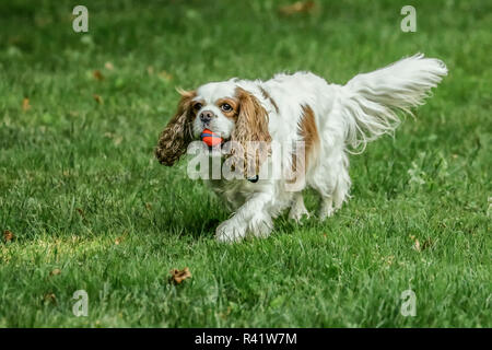 Issaquah, Washington State, USA. Cavalier King Charles Spaniel Fuß in den Park mit einer Kugel in den Mund. (PR) Stockfoto