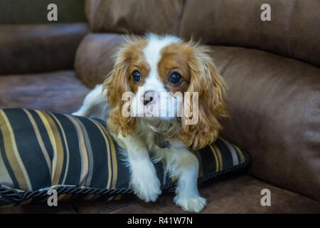 Sechs Monate alte Cavalier King Charles Spaniel Welpen ruht auf einem Kissen auf einem Sofa. (PR) Stockfoto