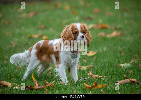 Issaquah, Washington State, USA. Sechs Monate alte Cavalier King Charles Spaniel Welpen spielen im Freien an einem Herbsttag. (PR) Stockfoto