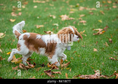 Issaquah, Washington State, USA. Sechs Monate alte Cavalier King Charles Spaniel Welpen spielen im Freien an einem Herbsttag. (PR) Stockfoto