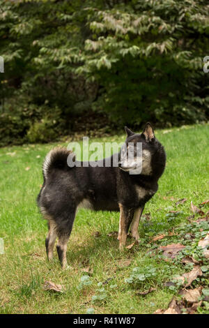Issaquah, Washington State, USA. Drei Jahre alten Shiba Innu posiert auf dem Rasen. (PR) Stockfoto