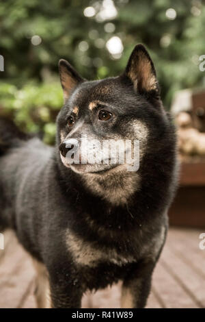 Issaquah, Washington State, USA. Porträt von einem drei Jahre alten Shiba Innu auf einem Holzdeck posieren. (PR) Stockfoto
