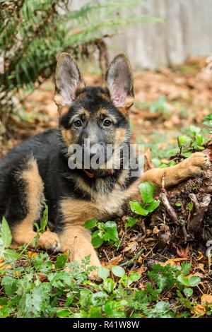 Issaquah, Washington State, USA. Drei Monate alten Schäferhund zu Tisch an einem Baumstumpf. (PR) Stockfoto