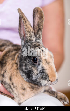 Frau mit einem Harlekin Mini Rex Kaninchen. (PR, MR) Stockfoto