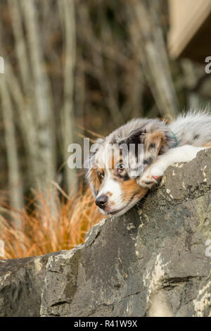 Sammamish, Washington State, USA. Drei Monate alten Blue Merle Australian Shepherd Welpen und ruht auf einem Felsvorsprung (PR) Stockfoto