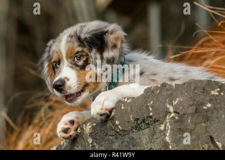 Sammamish, Washington State, USA. Drei Monate alten Blue Merle Australian Shepherd Welpen und ruht auf einem Felsvorsprung (PR) Stockfoto