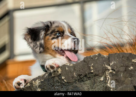 Sammamish, Washington State, USA. Drei Monate alten Blue Merle Australian Shepherd Welpen und ruht auf einem Felsvorsprung (PR) Stockfoto