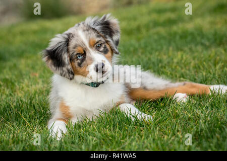 Sammamish, Washington State, USA. Drei Monate alten Blue Merle Australian Shepherd Welpen Fragende auf der Suche während in ihren Hof ausruhen. (PR) Stockfoto