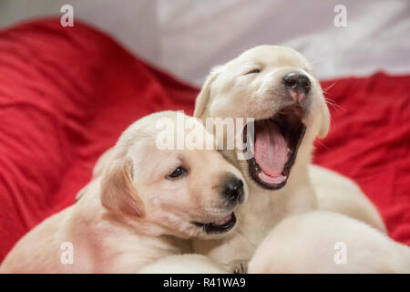 Wurf von einem Monat alten gelben Labrador Welpen. (PR) Stockfoto