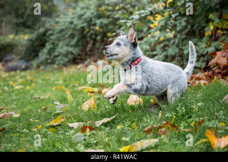 Issaquah, Washington State, USA. 10 Wochen alter Australian Cattledog Welpen mit Freude spielen in Ihrem Hof. (PR) Stockfoto