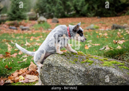 Issaquah, Washington State, USA. 10 Wochen alter Australian Cattledog Welpen kämpfen, auf einem Felsen zu klettern. (PR) Stockfoto