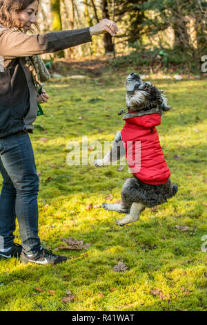 Issaquah, Washington State, USA. 7 Monate alten Welpen Schnoodle ausgebildet werden von seiner Besitzerin zu springen. (PR, MR) Stockfoto