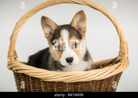 Portrait von acht Wochen alten Corgi Welpen in einem Korb sitzen. (PR) Stockfoto