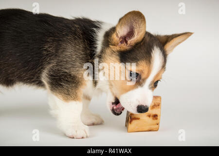 Portrait von acht Wochen alten Corgi Welpen Kauen auf einen Knochen. (PR) Stockfoto