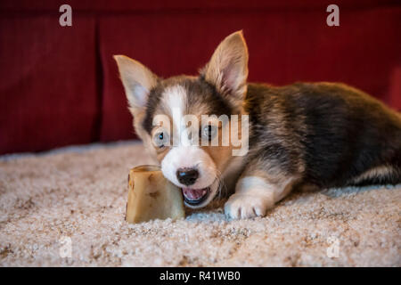 Portrait von acht Wochen alten Corgi Welpen kauen ein Knochen. (PR) Stockfoto