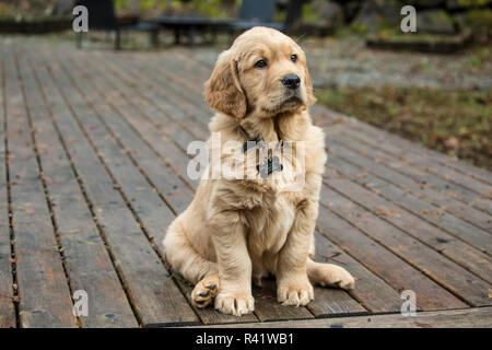 Issaquah, Washington State, USA. Acht Wochen alten Golden Retriever Welpe, sitzend auf einem Holzdeck. (PR) Stockfoto