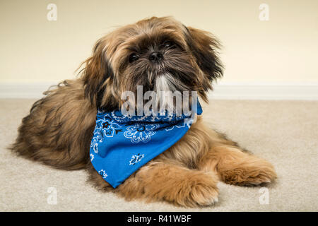 Fünf Monate alten Shih Tzu Welpen trägt ein Bandana, liegend auf dem Teppichboden. (PR) Stockfoto